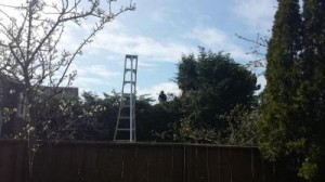  tree trimming