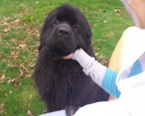  newfoundland dog