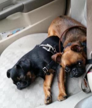  puppies