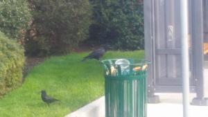 crows
