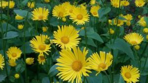  daisies