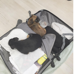  puppies to go