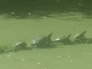  turtles