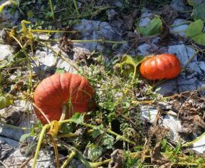  pumpkin